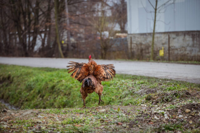 bieg-dla-zycia (162)